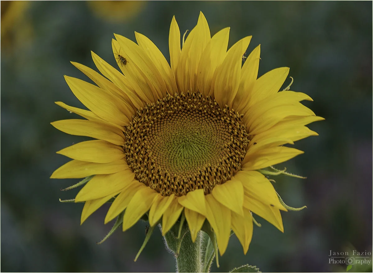 Jason Fazio Photography — Sunflowers of Denver